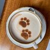 cappuccinocat